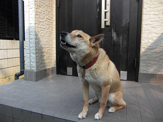 犬の遠吠え 犬と暮らした13年