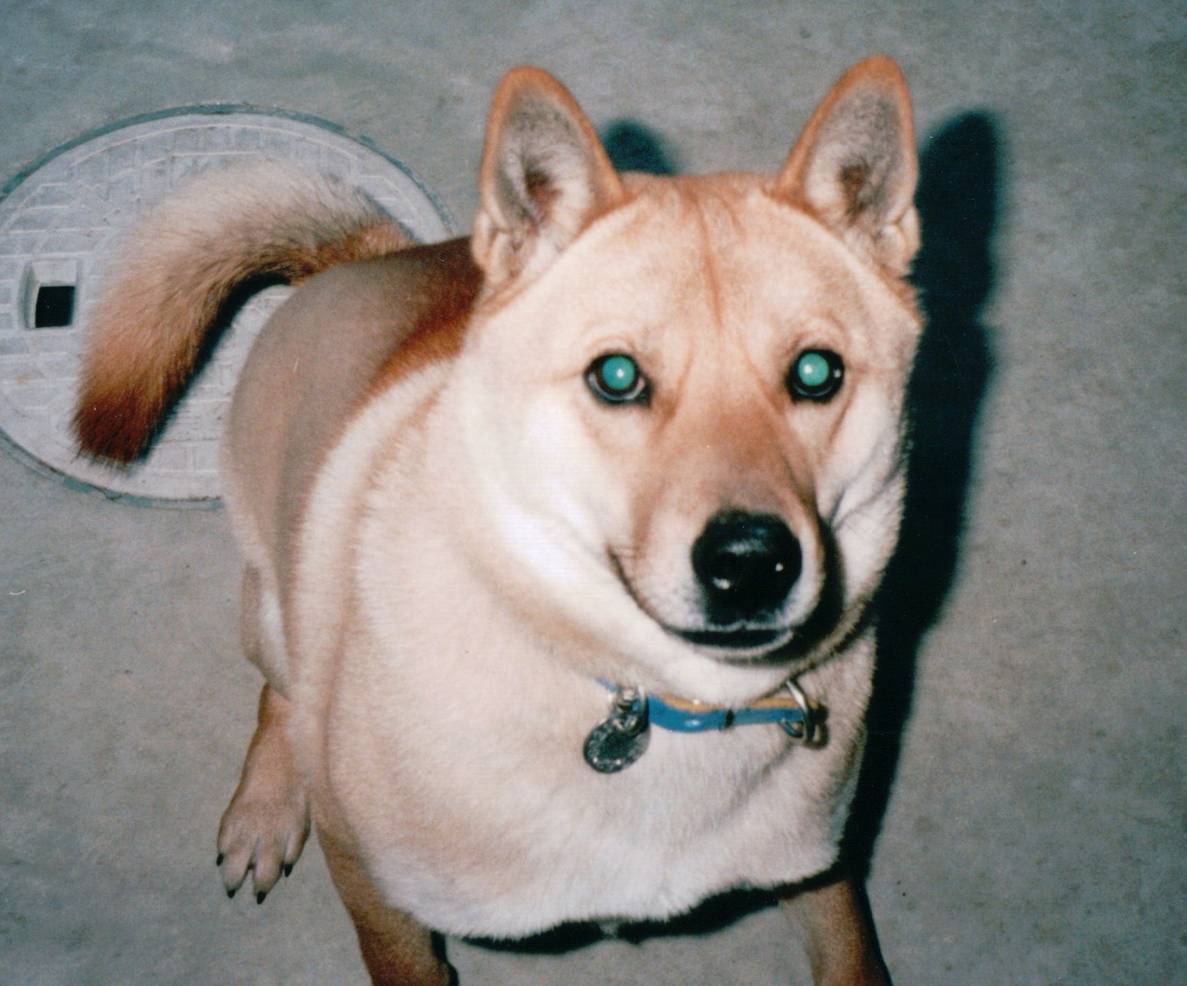 フラッシュで目が光っちゃいました 犬と暮らした13年