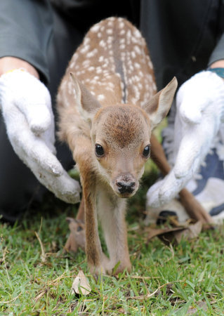 奈良公園で鹿の赤ちゃん誕生 超かわいい 犬と暮らした13年